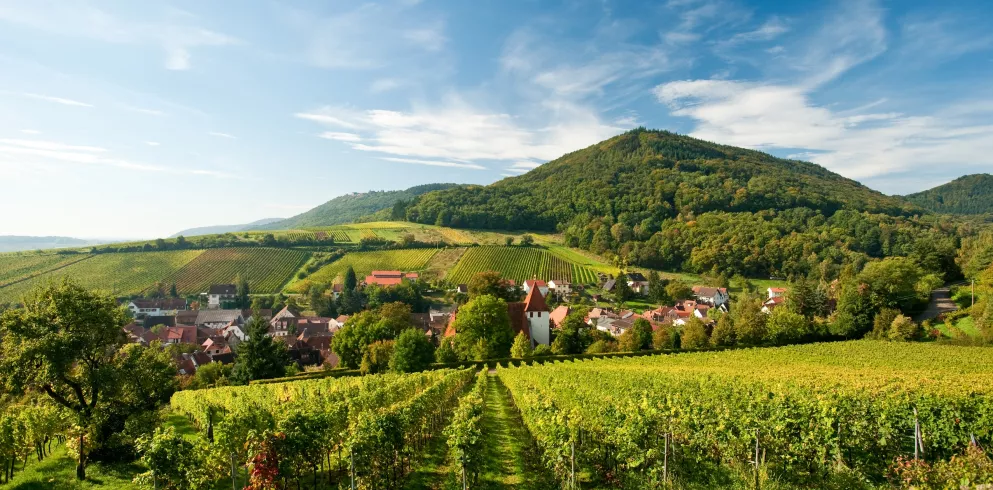 Pfälzer Weinsteig bei Leinsweiler