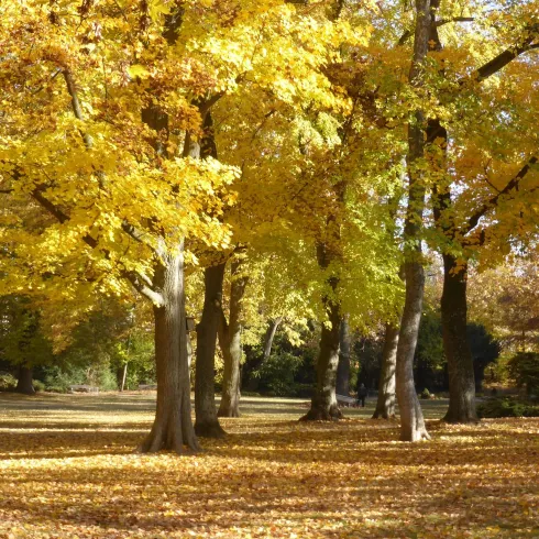 Herbst im Schillerpark