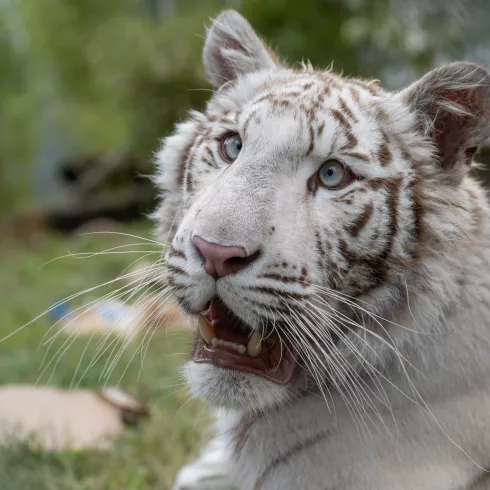 Charlota - eine weiße Tigerin wurde von "Vier Pfoten" aus illegaler Tierhaltung gerettet