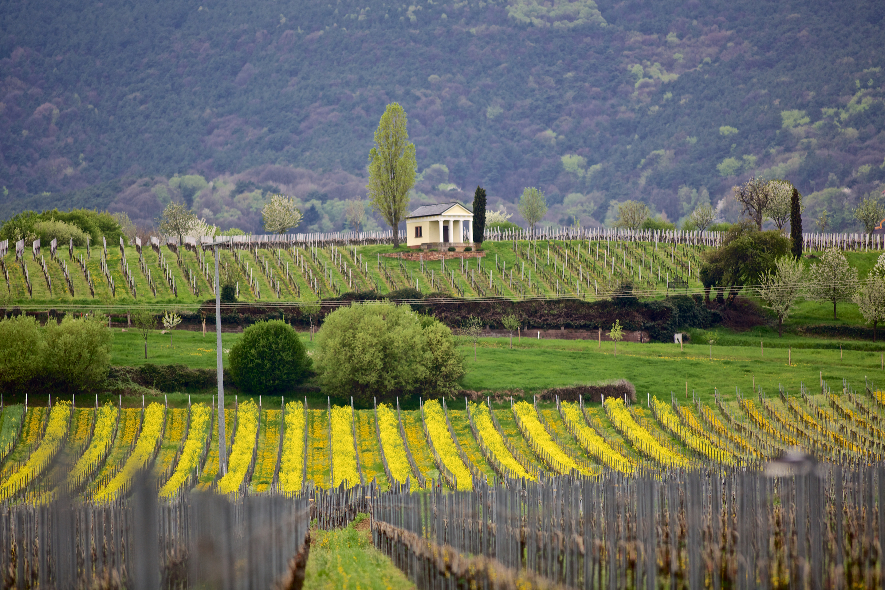 Conjugation of German verb suchen visual data 8