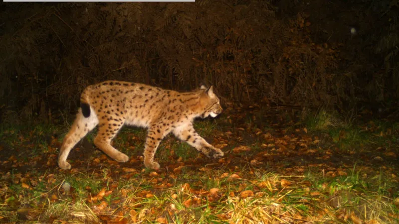 Fotofalle, Luchse im Pfälzerwald
