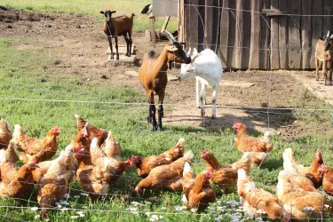 in guter Gesellschaft (© FVZV Pfälzer Bergland)
