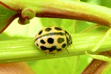 Ein Käfer mit gelbem Körper und schwarzen Punkten sitzt auf einem grünen Stängel. Die Umgebung ist grün und lebendig.