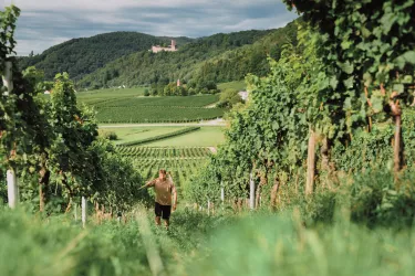 20170818-porzelt_weingut313-Paint