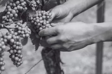Weinrebe (© Weinstube und Weinhof Pfeffer)