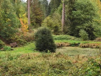 Eine ruhige Waldlandschaft mit grünen Wiesen und hohen Bäumen. Eine Holzbank lädt zum Verweilen ein.