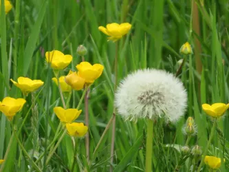 Pusteblume inmitten von Butterblumen