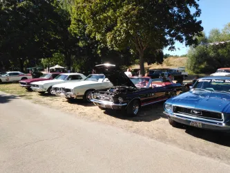Eine Reihe von klassischen Autos parkt in einer schattigen Straße. Der Himmel ist blau und die Bäume bieten angenehmen Schatten.