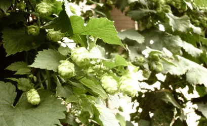 BELLHEIMER Hopfengarten
