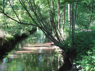 Spiegelbach durch den Bellheimer Wald (© Südpfalz-Tourismus VG Bellheim e.V.)