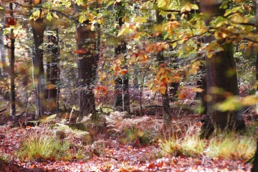 Herbstwald (© Südpfalz-Tourismus VG Bellheim e.V., Foto: Kilian Kunz)