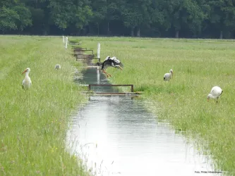 Ein ruhiges Landschaftsbild mit Wiesen und Wasserkanälen. Mehrere Störche stehen und fliegen entlang des Wassers.
