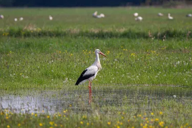 Ein Weißstorch steht in einem flachen Gewässer auf einer grünen Wiese. Im Hintergrund sind weitere Vögel zu sehen.