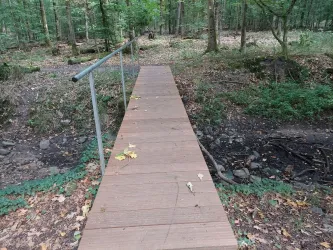 Ein Holzsteg führt durch einen dichten Wald. Herum liegen vereinzelte Blätter auf dem Boden.