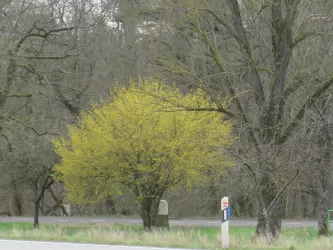 Blühender Baum am Parkplatz Ruheforst