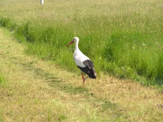 Bellheim-Holzwiesen-Weißstorch