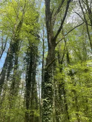 Hohe Bäume mit sattem, grünem Laub und verträumtem Himmel. Ein friedlicher Wald voller Leben.