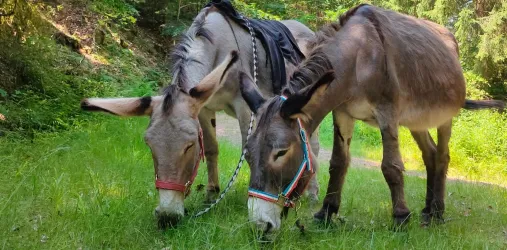 Eselwanderungen