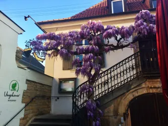 Ein schöner blühender Baum mit lila Blüten, der an einem Gebäude steht. Im Hintergrund ist eine geschwungene Treppe und ein weiteres Gebäude zu sehen.