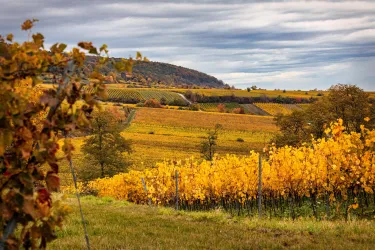 Eine malerische Weinlandschaft mit goldenen Weinreben im Herbst. Im Hintergrund sind sanfte Hügel und ein bewölkter Himmel zu sehen.