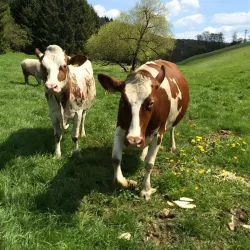 Zum Bauernhof - Kühe (© Archiv Zum Bauernhof)