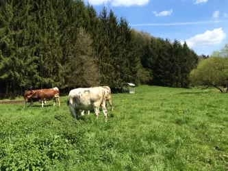 Zum Bauernhof - Weide (© Archiv Zum Bauernhof)