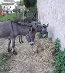 Zum Bauernhof - Esel (© Archiv Zum Bauernhof)