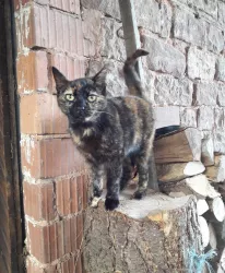 Zum Bauernhof - Katze (© Archiv Zum Bauernhof)