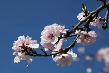 Mandelblüte (© Tourismusverein Bad Bergzabern)