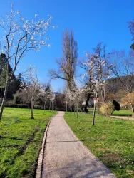 Mandelbäume im Kurpark 2 (© Privat)