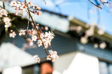 Ein Zweig mit blühenden Kirschblüten vor einem unscharfen Gebäude. Der Himmel ist klar und vermittelt einen fröhlichen Frühlings Eindruck.