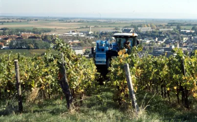 Augspurger Mühle - Lese (© H. Augspurger)