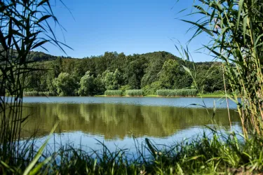 Ein ruhiger See mit klarem Wasser und grünen Ufern. Umgeben von Bäumen und Schilf unter einem blauen Himmel.