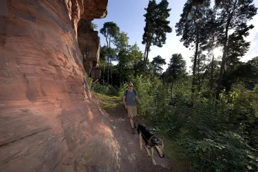 Eine Person geht mit einem Hund auf einem Wanderweg in einem Wald. Im Hintergrund sind hohe Bäume und eine Felswand zu sehen.