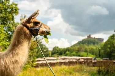 Ein Lama frisst an einem grünen Blatt, während im Hintergrund eine Burg und hügelige Landschaften zu sehen sind. Der Himmel ist teilweise bewölkt.