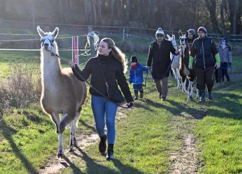 Eine Gruppe von Menschen geht mit Lamas auf einem Wanderweg. Die Umgebung ist grün und sonnig, ideal für einen Ausflug in die Natur.