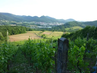 Im Vordergrund Weinberg mit Pfosten und grünen Rebstöcken. Im Hintergrund Blick auf Wiesen und den Pfälzerwald. 