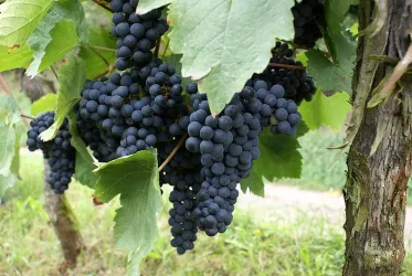 Weinstock mit Weinblätter und roten Weintrauben