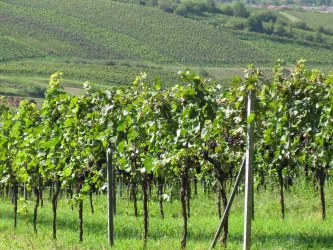 Ein malerischer Weinberg mit grünen Reben und sanften Hügeln im Hintergrund. Die Sonne scheint auf die üppige Landschaft.