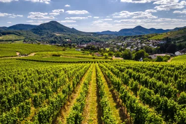Trifelsland (© Verein Südliche Weinstrasse Annweiler am Trifels e.V.)