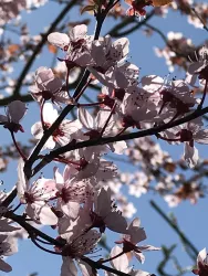 Blütenmeer im Frühling (© Timo Herbold)