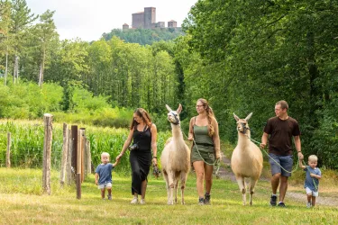 Lama Wanderung (© Verein SÜW Annweiler, Foto: Dominik Ketz)