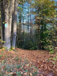 Weinsteig Franzosenkopf (© Verein SÜW Annweiler e.V.)