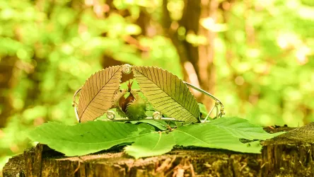 Eine kreative Krone aus Blättern liegt auf einem Baumstumpf, umgeben von grünen Blättern. Der Hintergrund zeigt eine verschwommene Waldlandschaft.