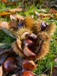 Kastanienwald (© Verein SÜW Annweiler e.V.)