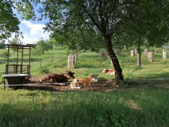 Eine ruhige Wiese mit Kühen, die unter einem Baum liegen. Im Hintergrund sind Zäune und weitere Bäume zu sehen.