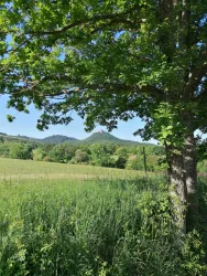 Eine malerische Landschaft mit einem Baum im Vordergrund und sanften Hügeln im Hintergrund. Der Himmel ist blau und der Frühling ist spürbar.