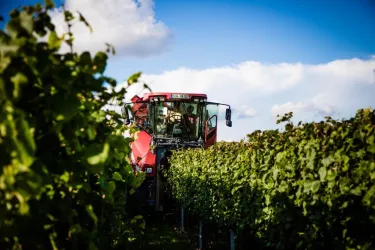 Weinlese (© Weingut Beck)