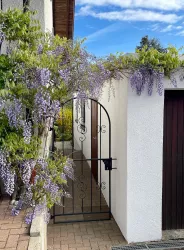 Eingang mit Glycine