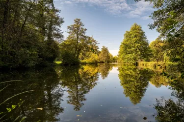 Bienwald - Wasserimpression